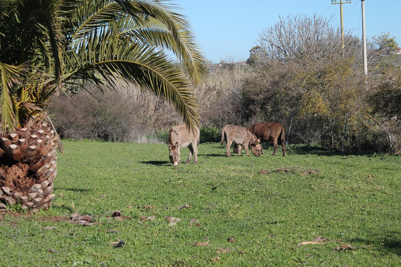 Agriturismo Su Recreu Ittiri Exteriör bild